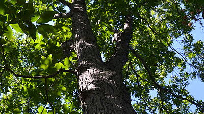 What's in a name? A family tree