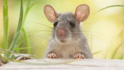 MICE, Fractals and Budgets