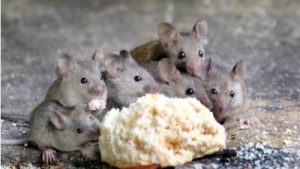 Exceeding the MICE Quotient