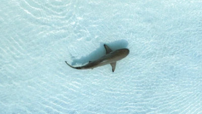 The Scriptshark Critique Sheet