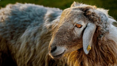 Weak verbs and passive voice