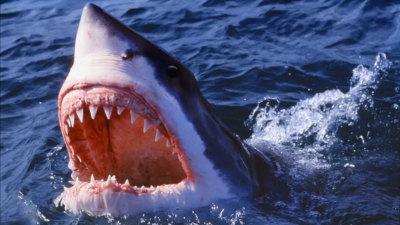 a myth about a shark