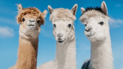 Meta 'pirates' books for AI